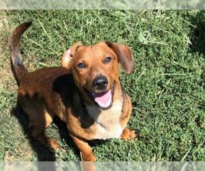 Basschshund Dogs for adoption in Nicholasville, KY, USA
