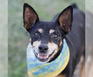 Miniature Pinscher Dogs for adoption in San Antonio, TX, USA