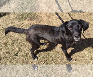 Beagle-Unknown Mix Dogs for adoption in Cookeville, TN, USA