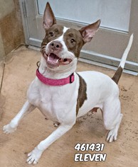 Small American Staffordshire Terrier-Pointer Mix