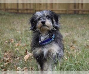 Aussiedoodle Miniature  Dogs for adoption in Livonia, MI, USA