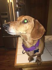 Dachshund Dogs for adoption in Marcellus, MI, USA