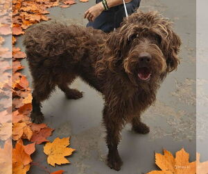 Chocolate Labrador retriever-Unknown Mix Dogs for adoption in Royal Palm Beach, FL, USA