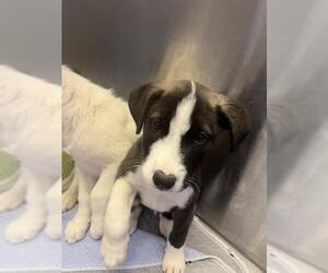 Border Collie-Unknown Mix Dogs for adoption in San Andreas, CA, USA