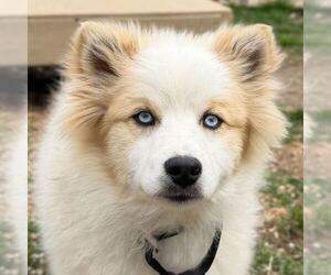 Pomsky Dogs for adoption in Jefferson, WI, USA