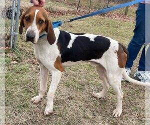 Treeing Walker Coonhound-Unknown Mix Dogs for adoption in Rustburg, VA, USA