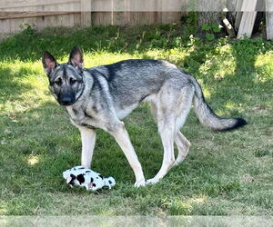Medium Photo #7 German Shepherd Dog Puppy For Sale in Stephens City, VA, USA