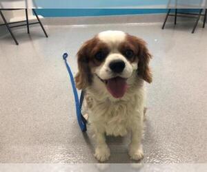 Cavalier King Charles Spaniel Dogs for adoption in Rancho Cucamonga, CA, USA