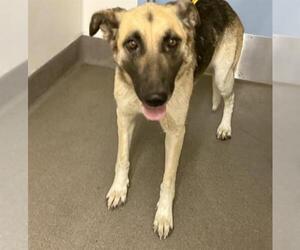 German Shepherd Dog Dogs for adoption in HESPERIA, CA, USA