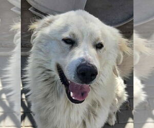 Great Pyrenees Dogs for adoption in Hamilton, MT, USA