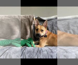 Mutt Dogs for adoption in Calhoun, GA, USA