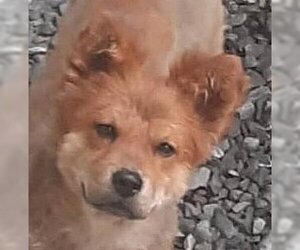 Pom-Shi Dogs for adoption in LANGLEY, British Columbia, Canada