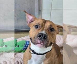 American Pit Bull Terrier-Unknown Mix Dogs for adoption in Derwood, MD, USA