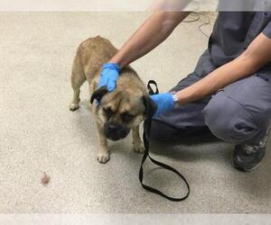 Pug-Unknown Mix Dogs for adoption in Riverside, CA, USA