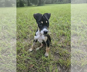 Labrador Retriever-Unknown Mix Dogs for adoption in The Woodlands, TX, USA