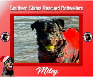 Rottweiler Dogs for adoption in White Hall, AR, USA