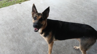 Medium Photo #1 German Shepherd Dog Puppy For Sale in Lithia, FL, USA