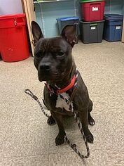 American Pit Bull Terrier-Unknown Mix Dogs for adoption in Birdsboro, PA, USA