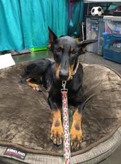 Small Doberman Pinscher