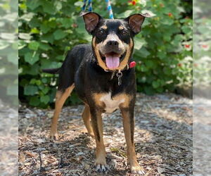 Miniature Pinscher Dogs for adoption in Denton, TX, USA
