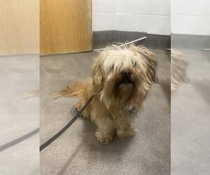 Shih Tzu-Unknown Mix Dogs for adoption in Forestville, MD, USA