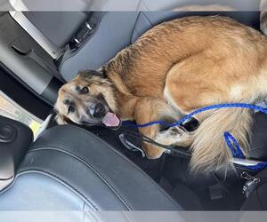 German Shepherd Dog-Unknown Mix Dogs for adoption in Grand Prairie, TX, USA