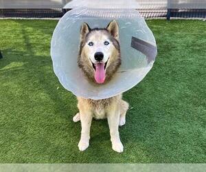 Siberian Husky Dogs for adoption in Orange, CA, USA
