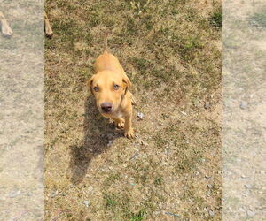 Labrador Retriever-Rhodesian Ridgeback Mix Dogs for adoption in Chatham, VA, USA