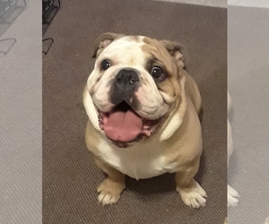 Bulldog Dogs for adoption in Coventry, RI, USA