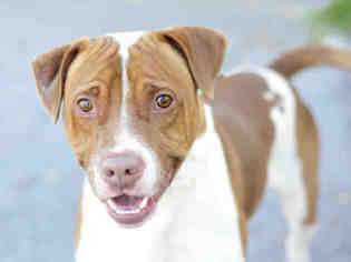 Medium Photo #1 Labloodhound Puppy For Sale in Tavares, FL, USA