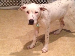 Dalmatian-Unknown Mix Dogs for adoption in Burleson, TX, USA