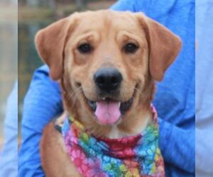 Golden Labrador Dogs for adoption in Garfield Heights, OH, USA