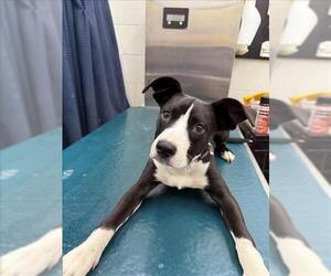 Bulldog-Unknown Mix Dogs for adoption in Mobile, AL, USA