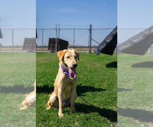 Medium Photo #2 Labrador Retriever-Unknown Mix Puppy For Sale in Abbeville, LA, USA