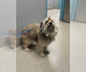 Mutt Dogs for adoption in Las Vegas, NV, USA