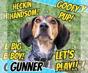 Bluetick Coonhound-Coonhound Mix Dogs for adoption in Garland, TX, USA