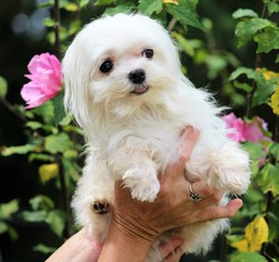 Maltese Dogs for adoption in Columbia, TN, USA