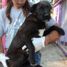 Medium Photo #1 Labrador Retriever Puppy For Sale in Elmsford, NY, USA