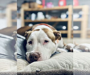 American Staffordshire Terrier-Unknown Mix Dogs for adoption in Holly Springs, NC, USA