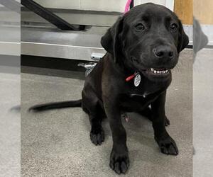 Labrador Retriever Dogs for adoption in Forestville, MD, USA