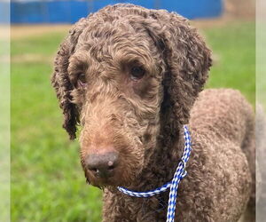 Labradoodle Dogs for adoption in Pacolet, SC, USA