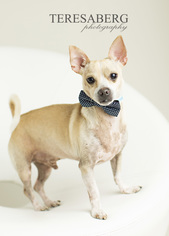 Chihuahua Dogs for adoption in Coppell, TX, USA