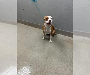 American Pit Bull Terrier-Unknown Mix Dogs for adoption in Las Vegas, NV, USA