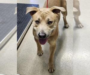 Labrador Retriever-Unknown Mix Dogs for adoption in Newton, NC, USA