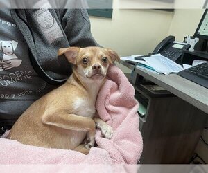 Chihuahua Dogs for adoption in Pasadena, CA, USA