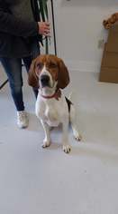 Treeing Walker Coonhound Dogs for adoption in Mt. Gilead, OH, USA