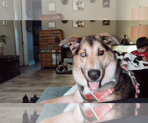 Huskies -Unknown Mix Dogs for adoption in Holly Springs, NC, USA