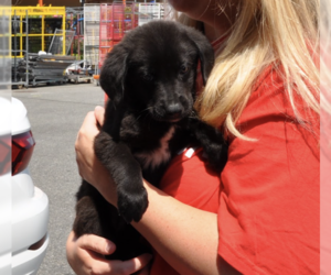 Mutt Dogs for adoption in Brooklyn, NY, USA