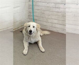 Great Pyrenees-Unknown Mix Dogs for adoption in San Bernardino, CA, USA