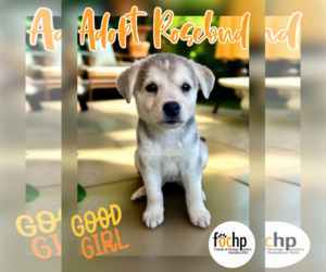 Labrador Retriever-Unknown Mix Dogs for adoption in Menifee, CA, USA